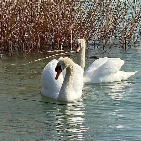 Horseshoe Сasa de vacaciones